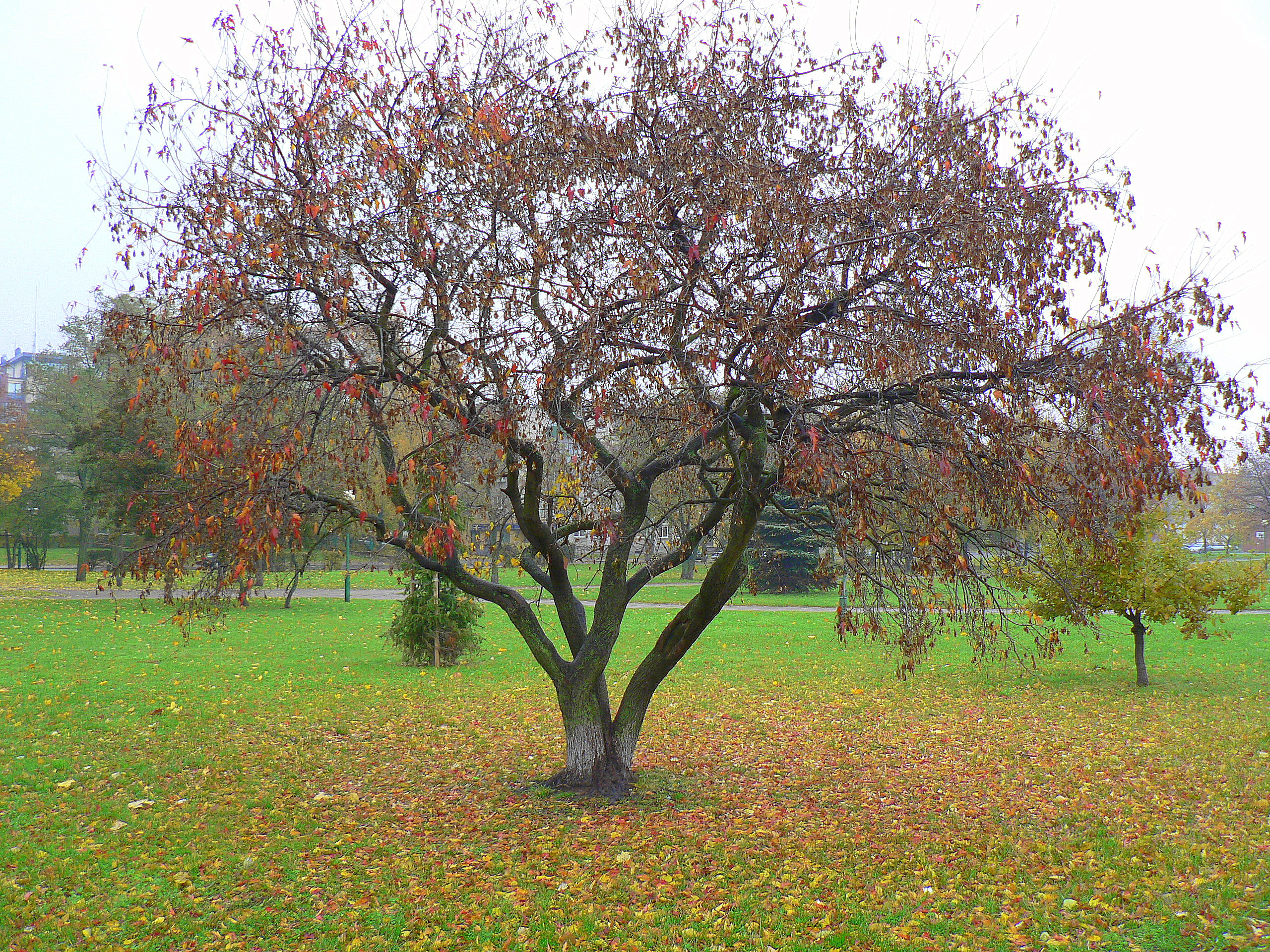 Iseinancio rudens dovanos
