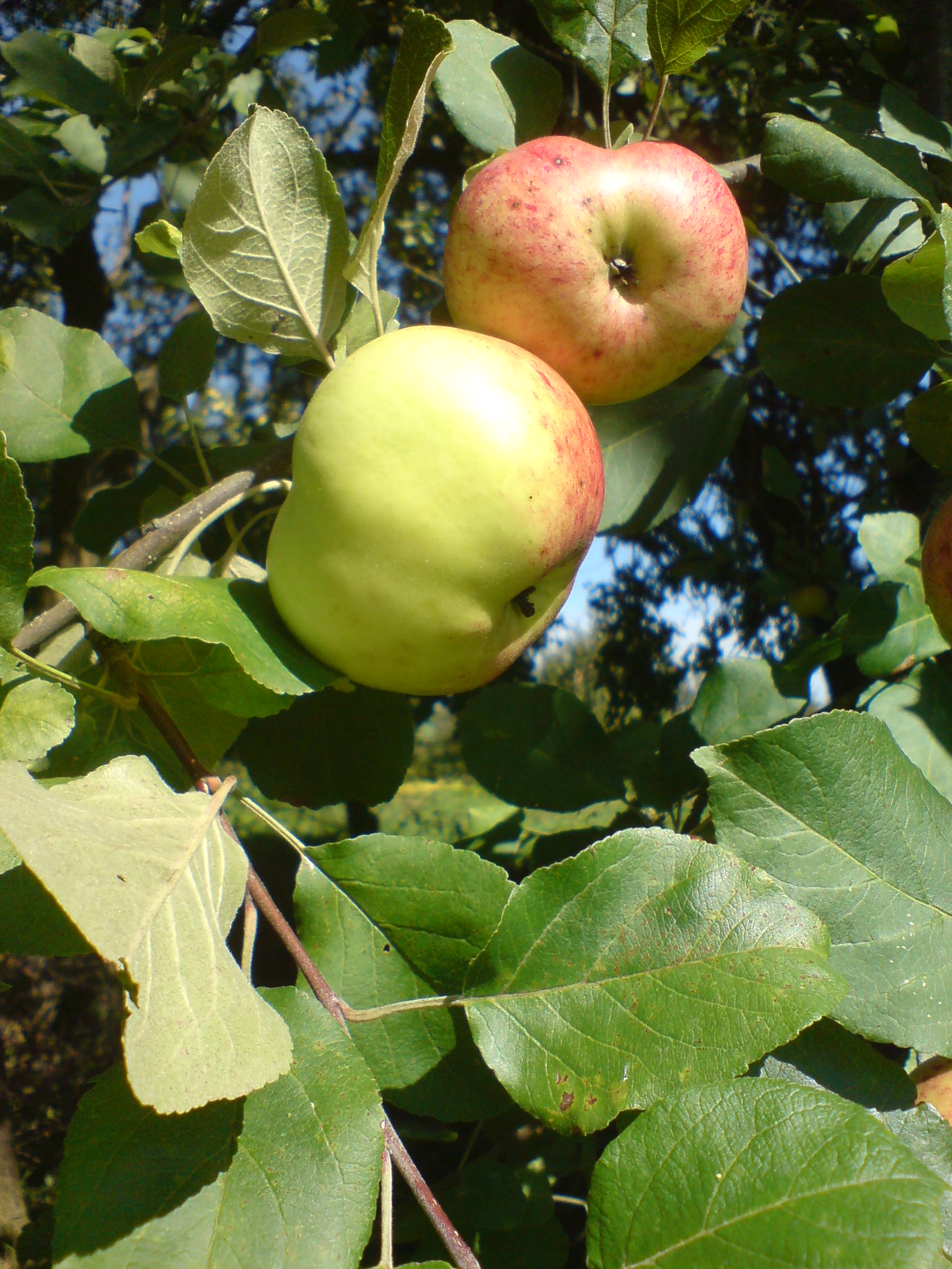 Image:Skanumėlis_749.jpg