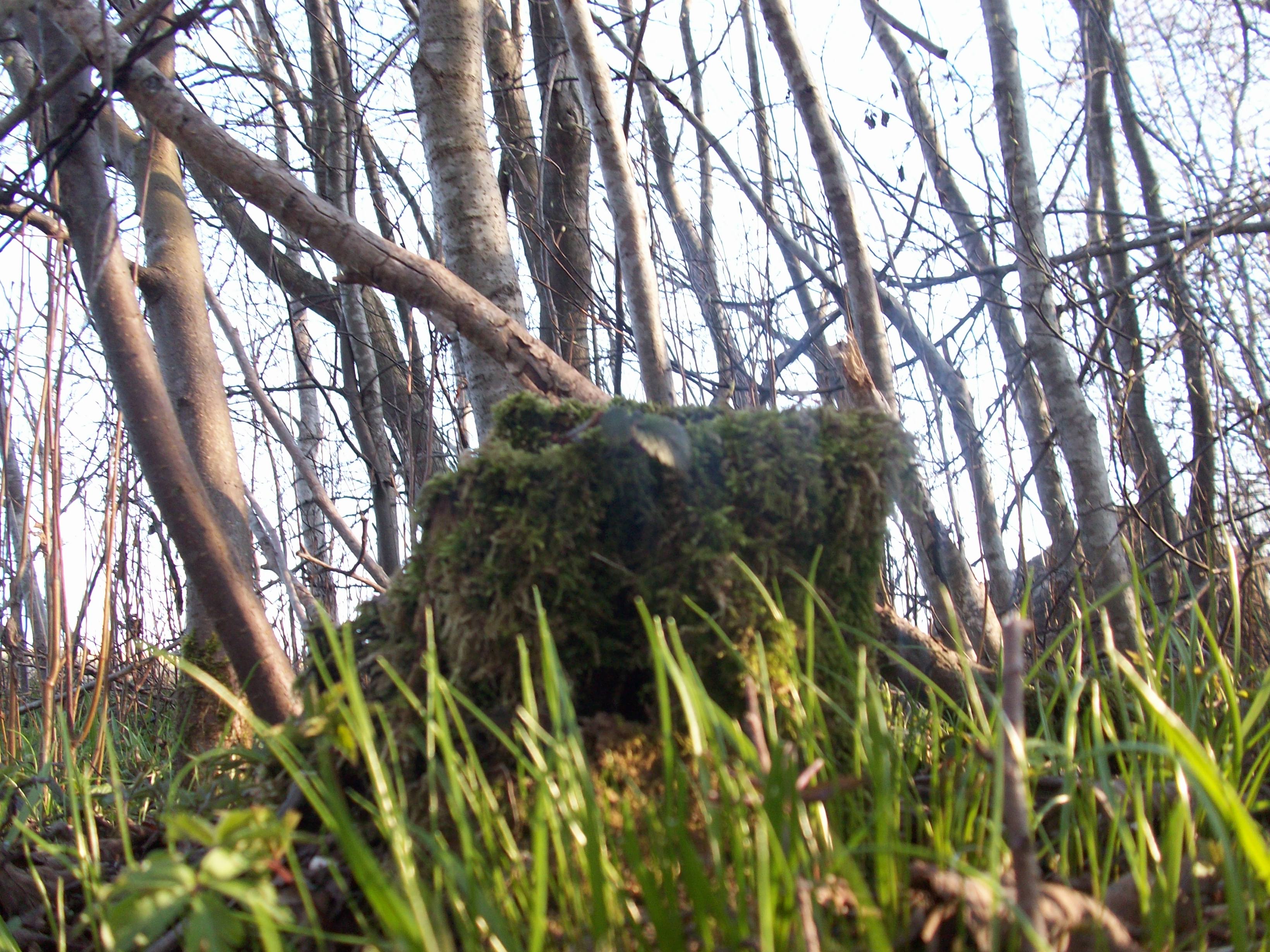 Gamta bunda.