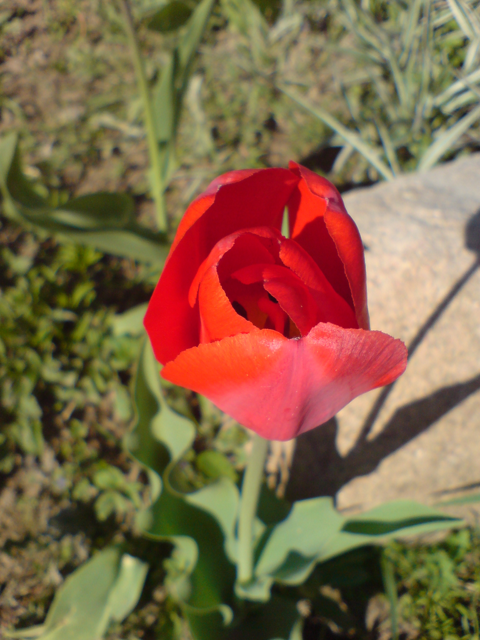 Image:Raudonoji sodybos puošmena_681.jpg