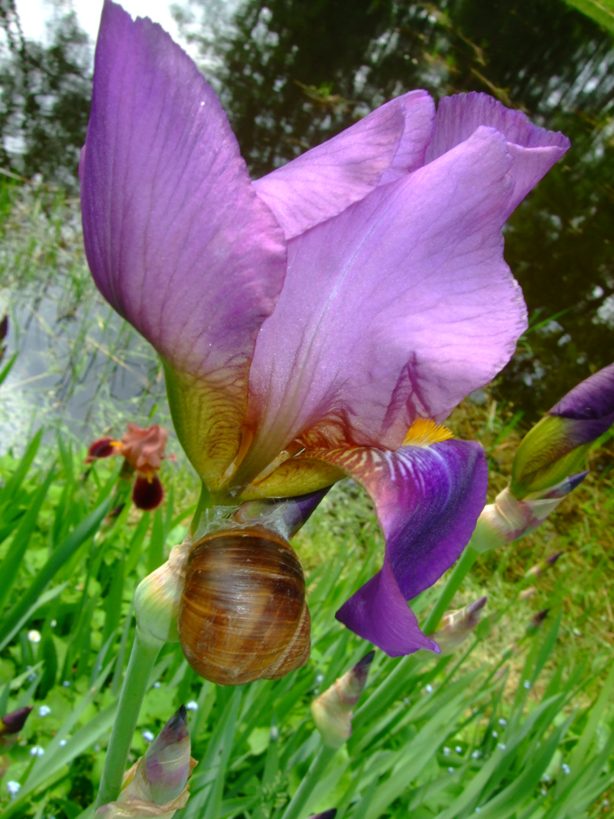 Image:jjskgh.jpg
