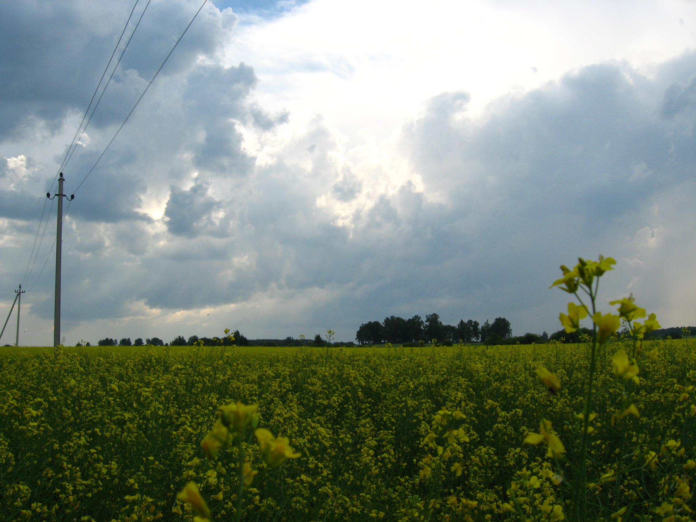 Image:Bitutės džiaugsmas_611.jpg