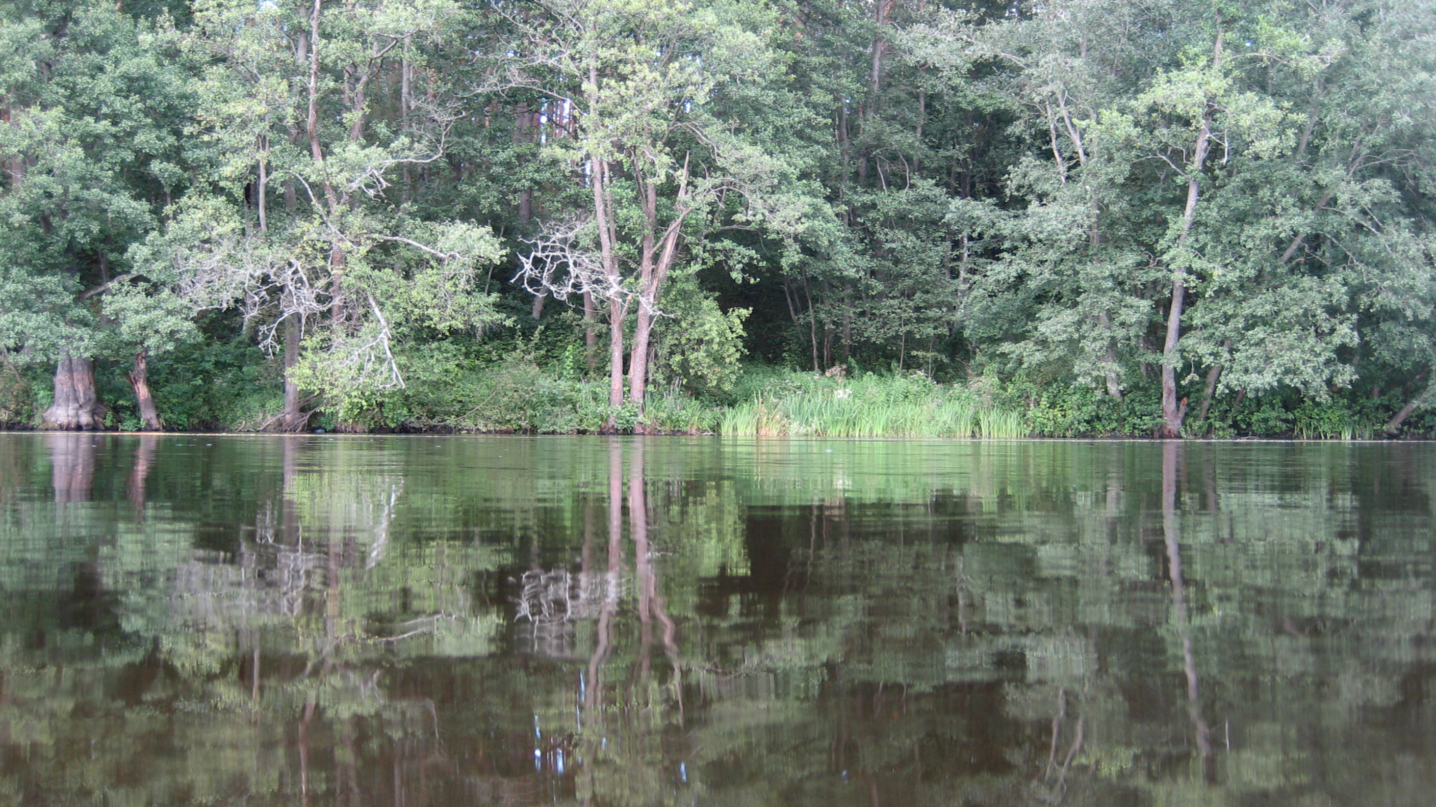 vaizdas pro langą į mišką