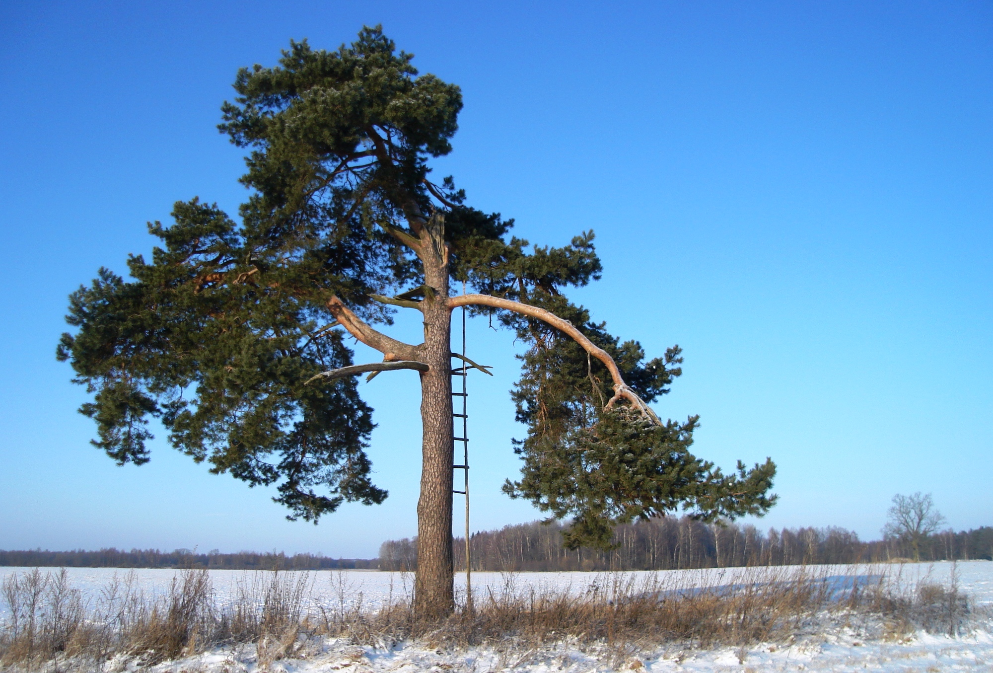 Image:Vienatvės dvelksmas... 267.jpg