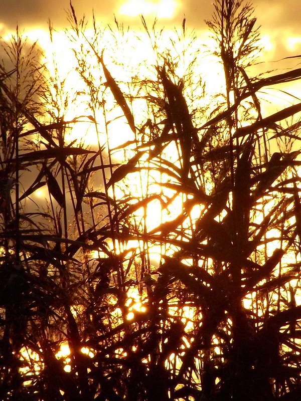 "Auksinių saulės spindulių nutviekstos nendrės"