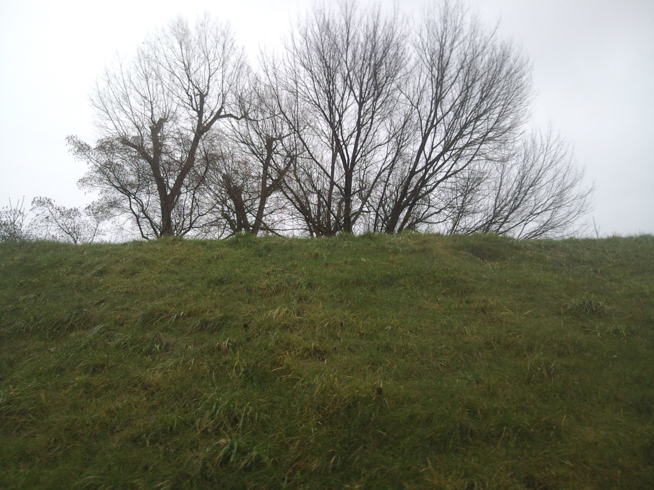 Image:Medžiai be lapų - rudens ženklas _726.jpg