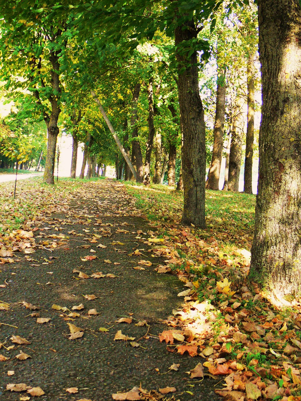 Image:Medžiai. Takas. Lapai._952.jpg