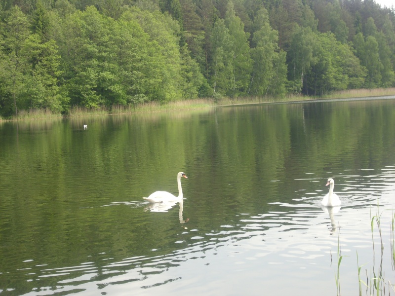 Vaizdas:Karališkų paukščių pora 461.jpg