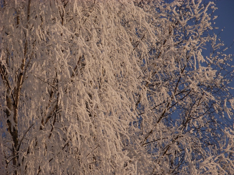 Vaizdas:Beržų šerkšnas 394.jpg