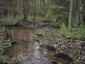 GRAUŽUPIS (Trakų r.)