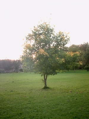 Atsiskyrelis