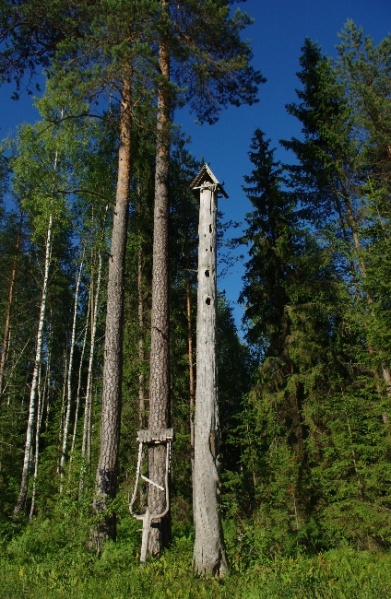 Vaizdas:Aukštaitijos nacionalinis parkas. Uoksinė pušis 216.jpg