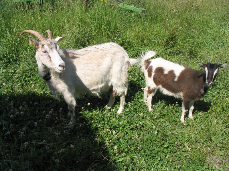 Vaizdas:Cibutės 114.jpg