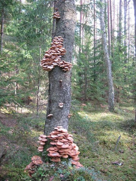 Vaizdas:Simbiozė 57.jpg