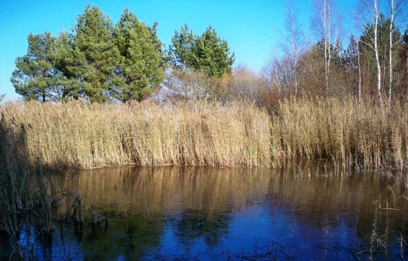 Vaizdas:Jauneikių tvenkinio (Joniškio r.) kampelis 811.jpg