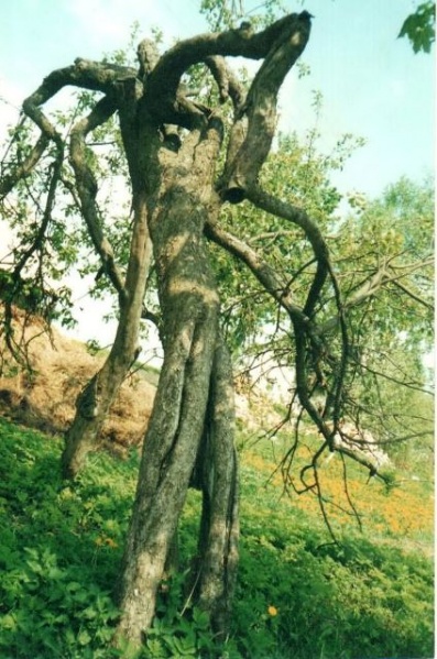 Vaizdas:Saldūnė obelis 441.jpg