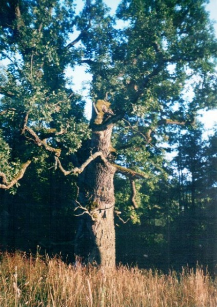 Vaizdas:Senasis Pakalnių ąžuolas 68.jpg