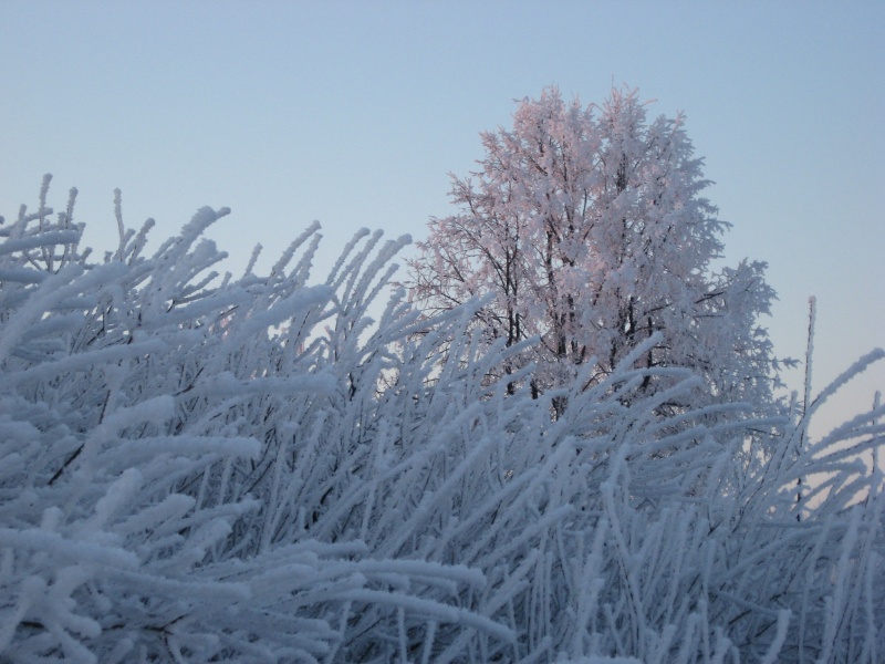 Vaizdas:Karklų ramybė 639.jpg