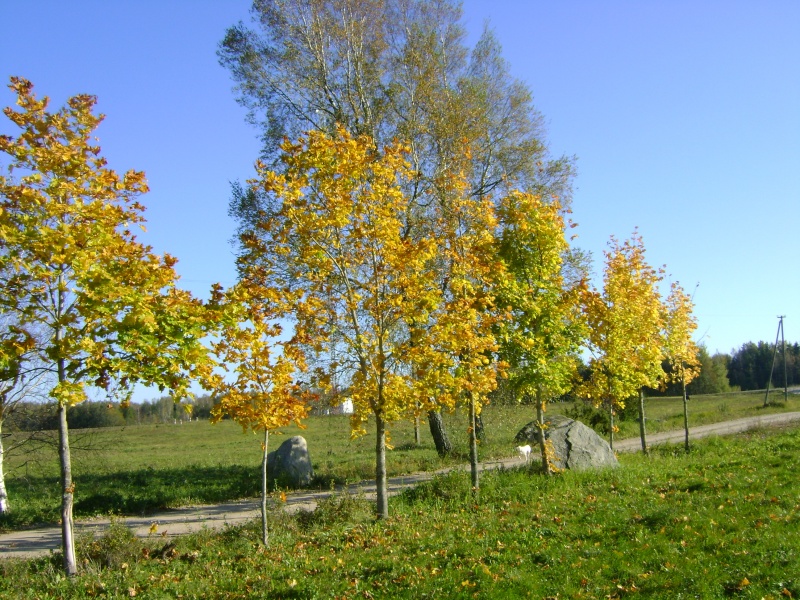 Vaizdas:Rudens taku... 891.jpg