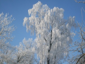 Kristina Gavėnaitė, Šeštokai Lazdijų r.