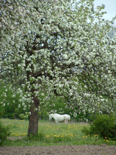 Vaizdas:F-maironyneDSCF0094.JPG