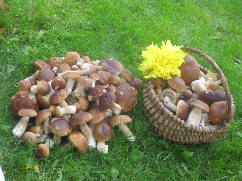 Vaizdas:Dosni rudens kraitė 57.jpg