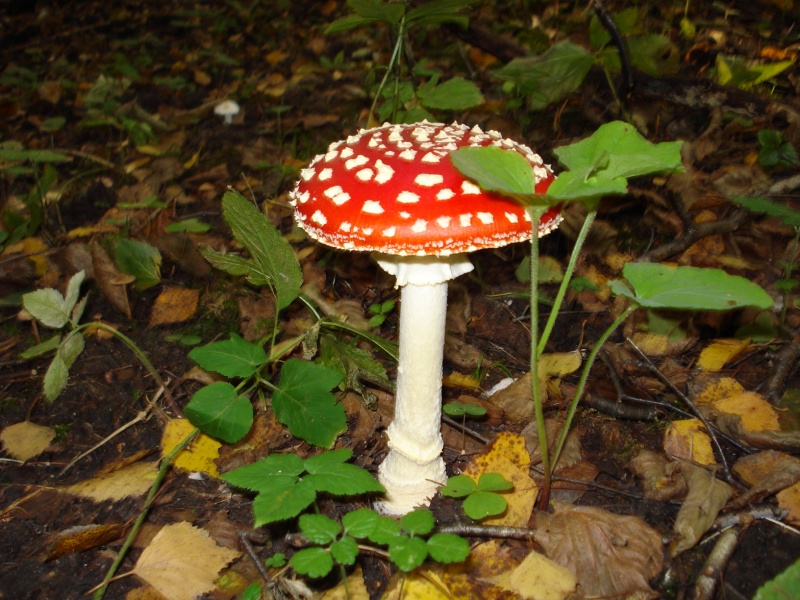 Vaizdas:Fatališka miško Moteris 489.jpg