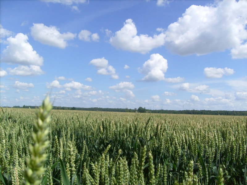 Vaizdas:Pilnatvė 381.jpg