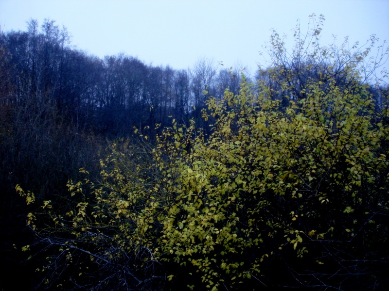 Vaizdas:Rudens spalvų spalva 493.jpg