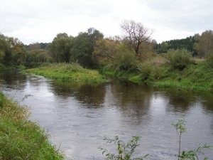Salelė upėje