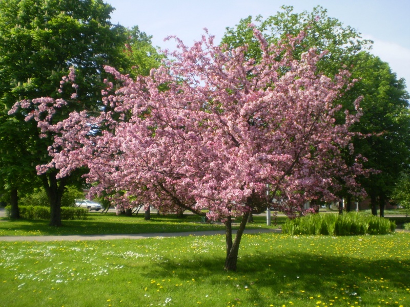 Vaizdas:Pavasaris Kaišiadorių parke 773.jpg