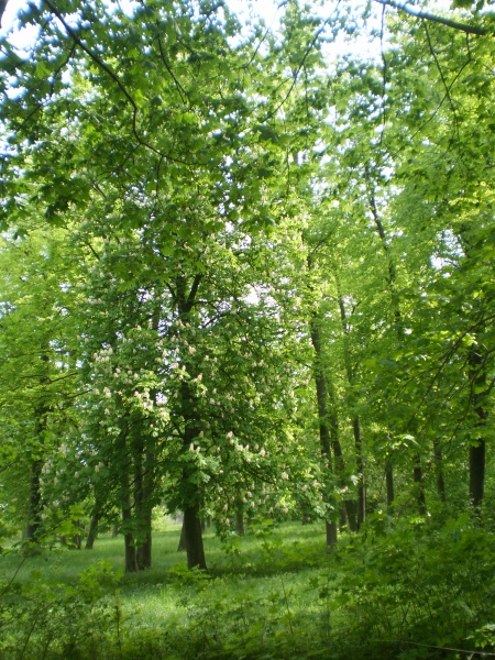 Vaizdas:Vaizgučių dvaro parkas 520.jpg