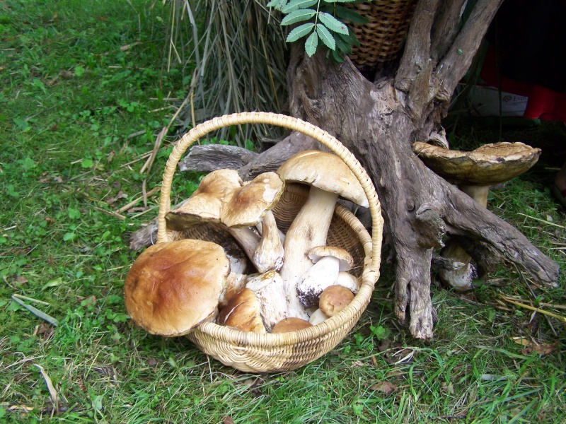 Vaizdas:Saulėlydžiai rudenėjant 646.jpg