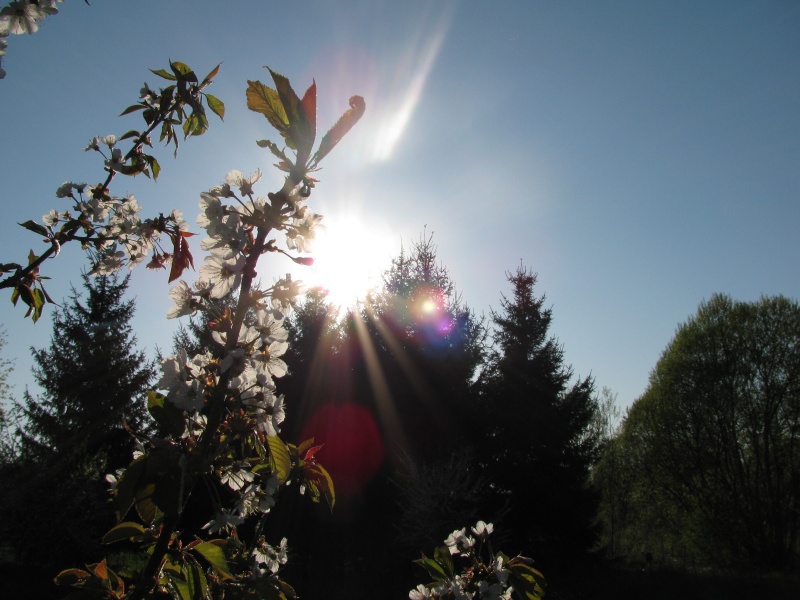 Vaizdas:Švieselė 521.jpg