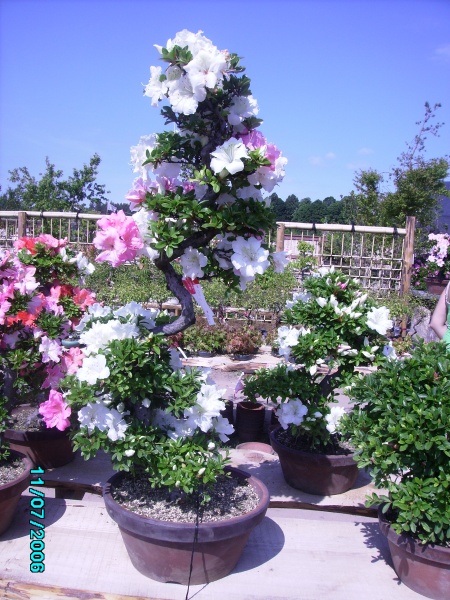 Vaizdas:Bonsai 947.jpg