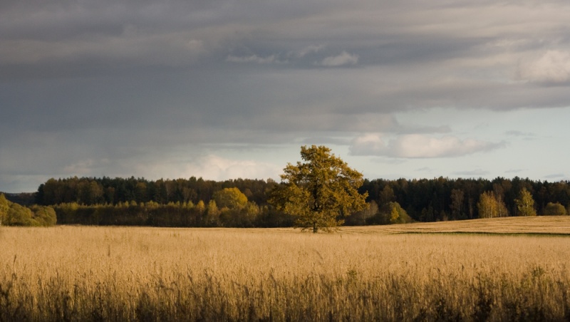 Vaizdas:Prieš rudeninį lietų 515.jpg