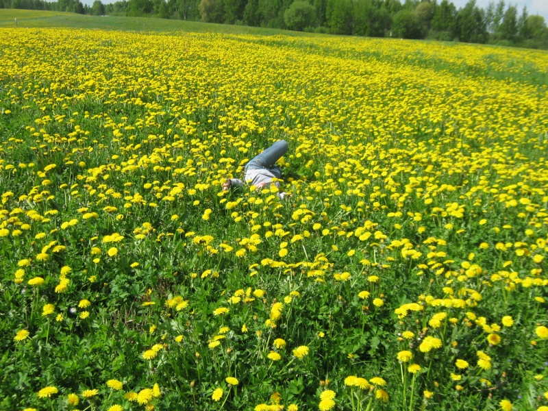 Vaizdas:Gera tarp pienių 2 890.jpg