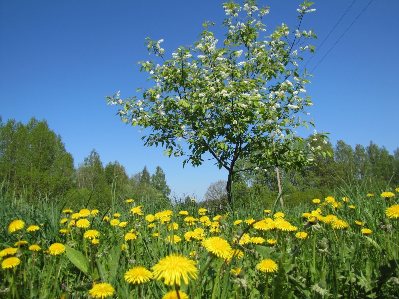Vaizdas:Išbėgo ieva į pienių pievą 617.jpg