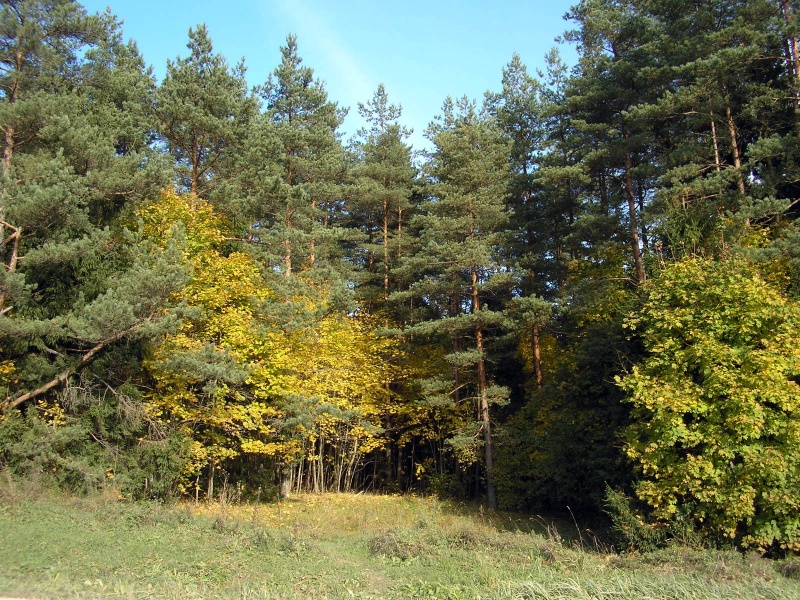 Vaizdas:Rudens slėpynės 811.jpg