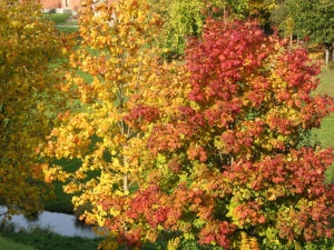 Rudens spalvos. Nuotr. Vigilijos Grigienės