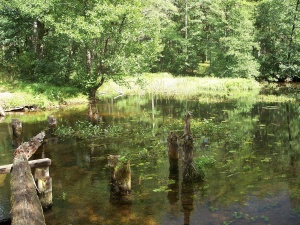 nuotr. S. Balčiūnienės