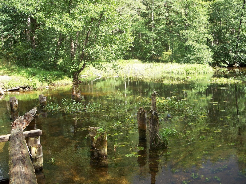 Vaizdas:Minčios girioje 6.jpg