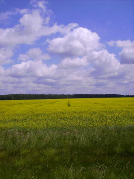 Vaizdas:Rapsų laukas Lapėse 913.jpg