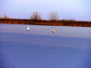 Linkaičių tvenkinys (Joniškio r.)