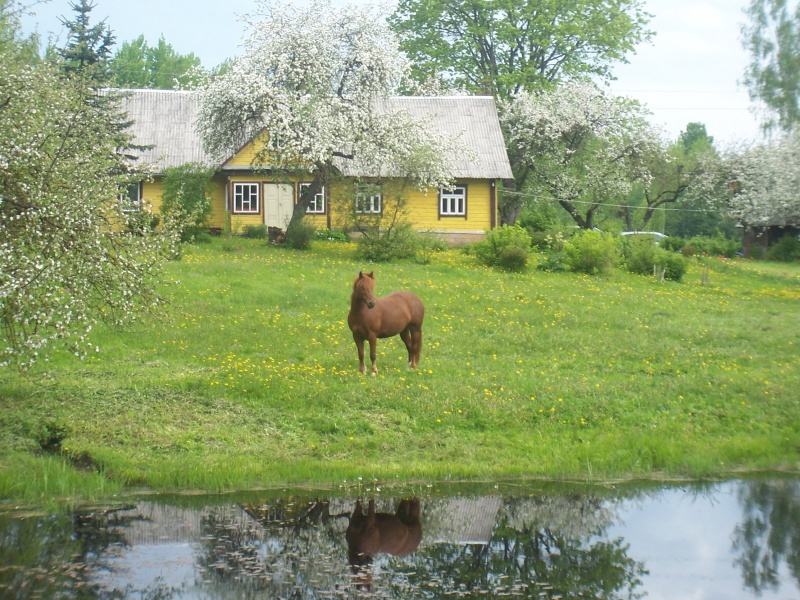 Vaizdas:Šlepečiai 26.jpg