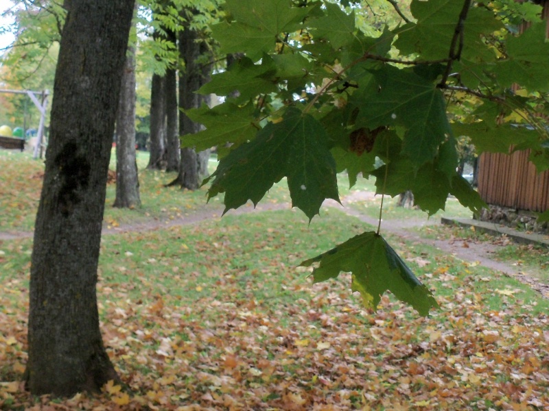 Vaizdas:Šiupyliai. Šiaulių r. 560.jpg