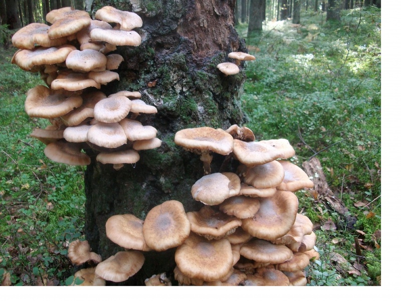 Vaizdas:Kelmučių laiptai 87.jpg