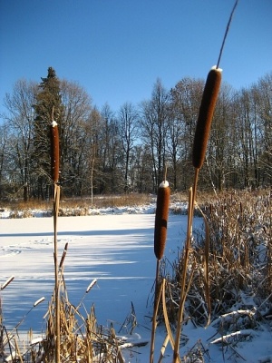 Svajonių žiemos diena.