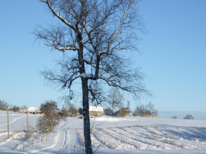 Tėviškė žiemos fone (Plungės r.)