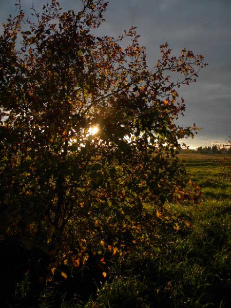 Vaizdas:Rudens mozaika... 127.jpg